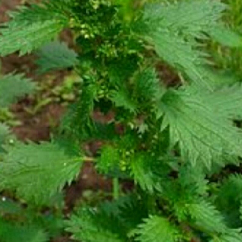 عرق گزنه شمال به روش سنتی وخانگی وبهداشتی در وزن (1000)گرمی