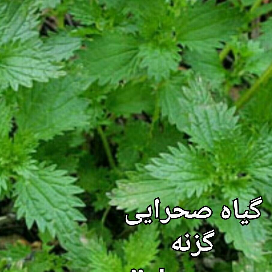 عرق گزنه شمال به روش سنتی وخانگی وبهداشتی در وزن (1000)گرمی