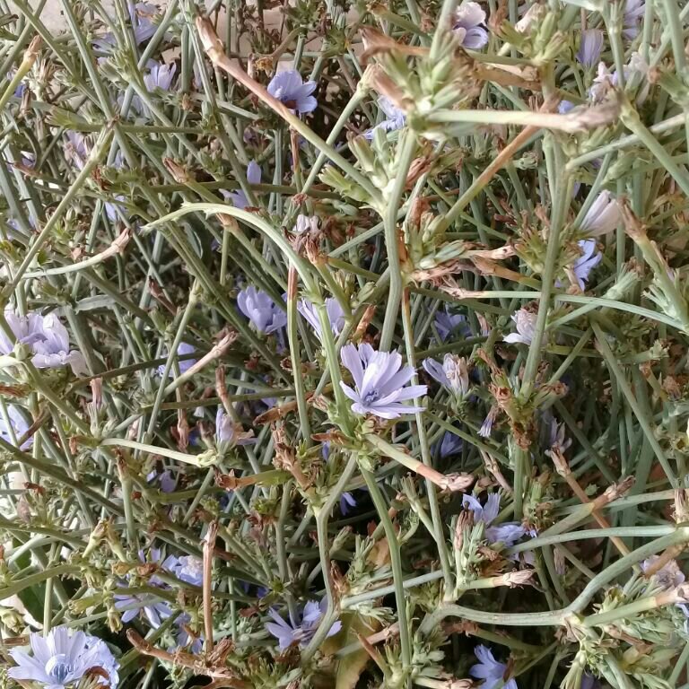 عرق کاسنی شمال به روش سنتی وخانگی وبهداشتی در وزن (1000)گرم