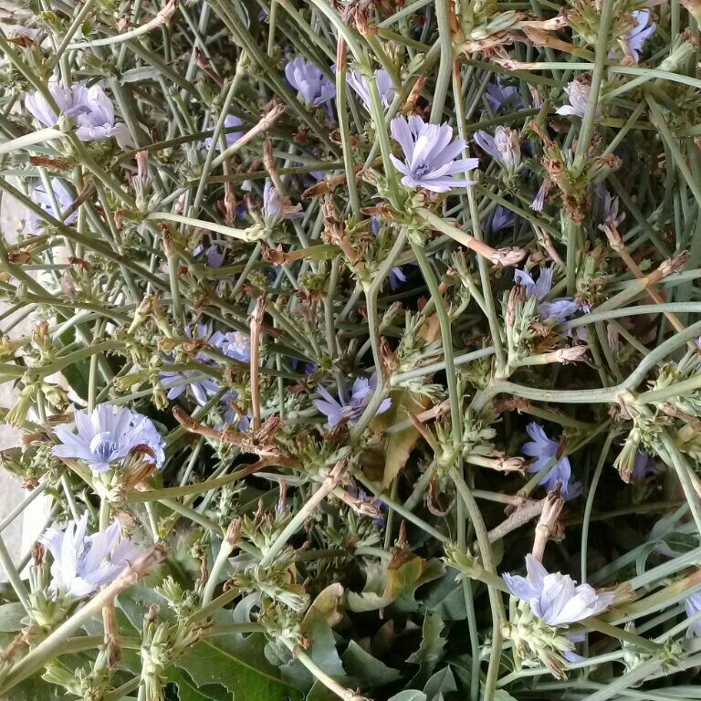 عرق کاسنی شمال به روش سنتی وخانگی وبهداشتی در وزن (1000)گرم