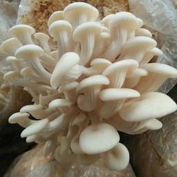 بذر قارچ صدفی سفید یک کیلوگرمی