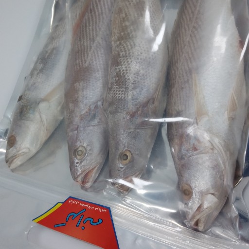 ماهی شوریده (500گرمی)