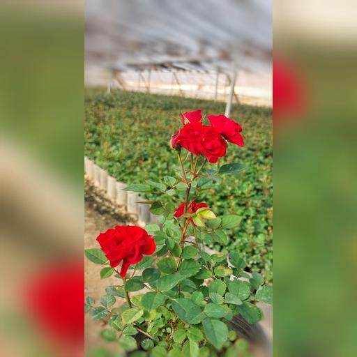 گل رز ساناز هلندی قرمز با ارتفاع 25-30 سانتی متر