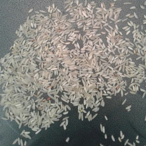 برنج عنبربو فجر