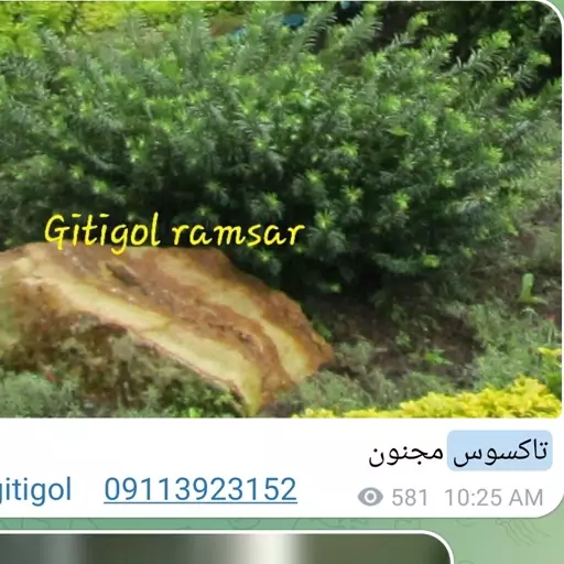 فروش عمده کاج تاکسوس لوله ای مناسب دیوار سبز 20عددی 