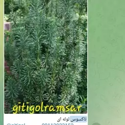 فروش عمده کاج تاکسوس لوله ای مناسب دیوار سبز 20عددی 