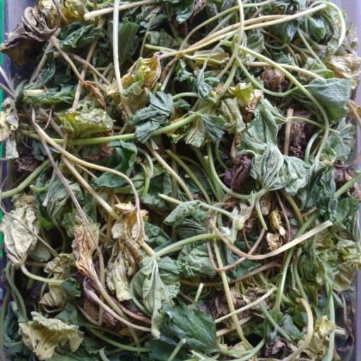 گیاه براهمی (  آب بشقابی -  آب قاشقی - سنتلا آسیتکا )