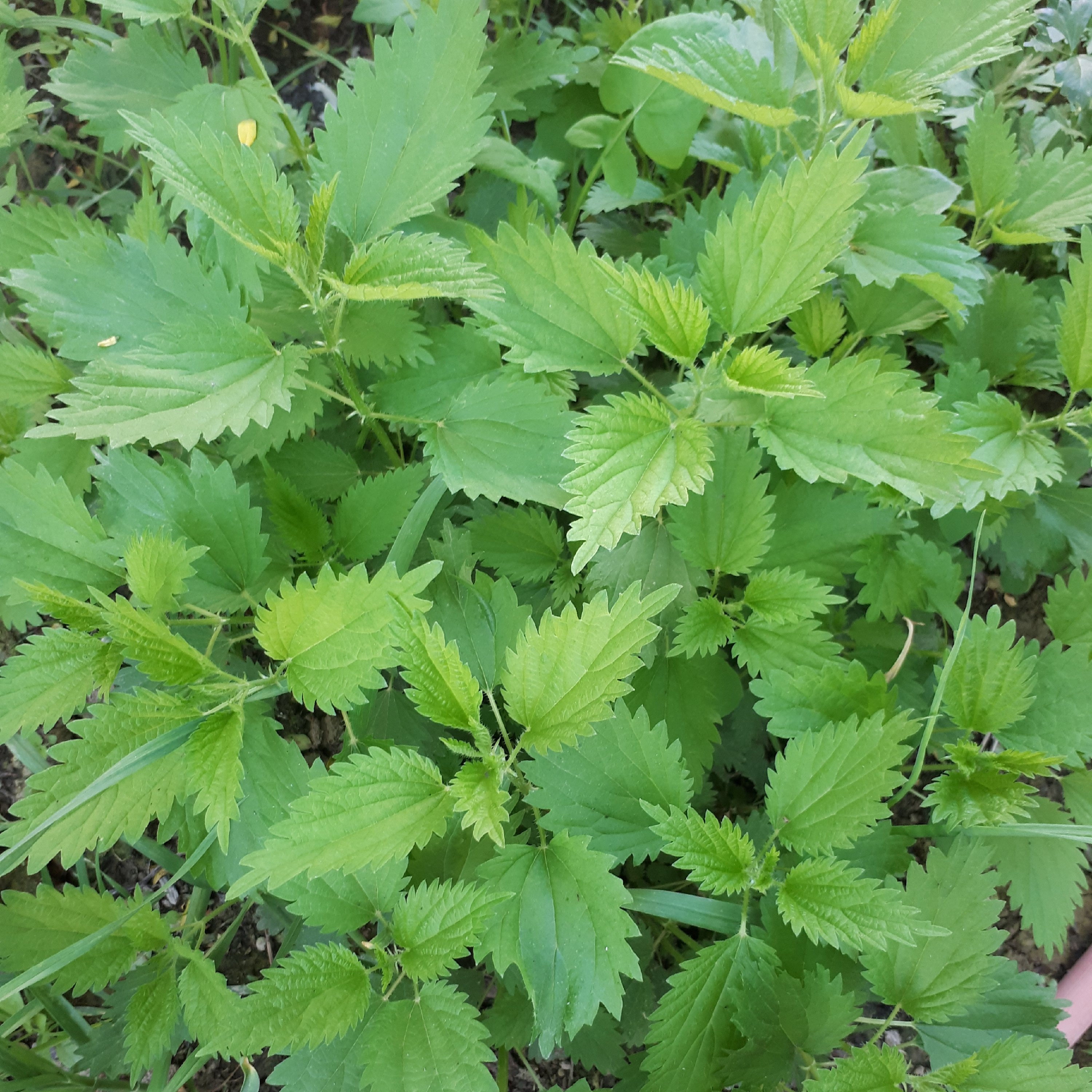 گزنه کوهی