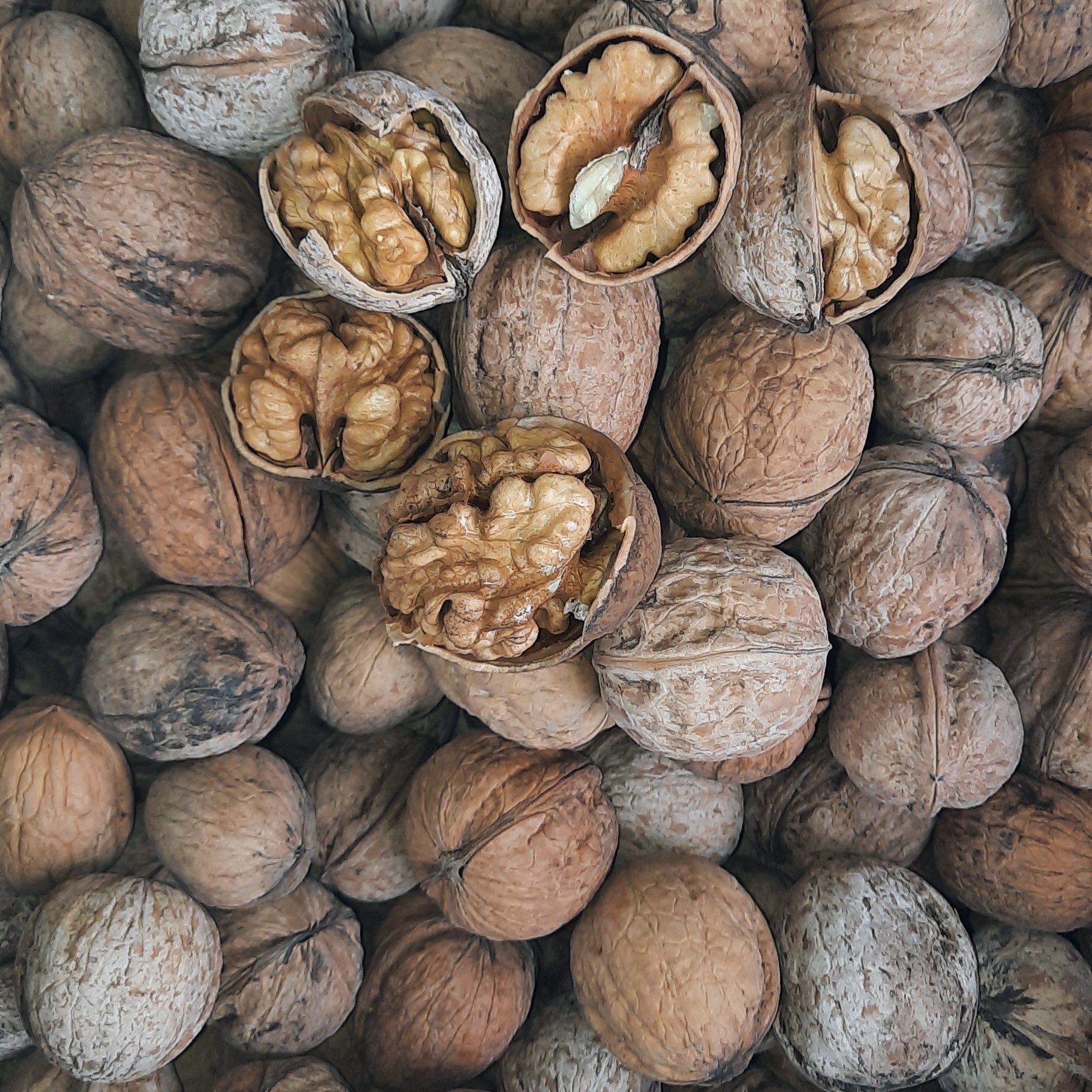 گردو با پوست کاغذی یک کیلویی (900 گرم خالص )