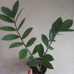 زاموفیلیا سبز دو شاخه بزرگ،هزینه ی ارسال به عهده ی مشتری عزیز