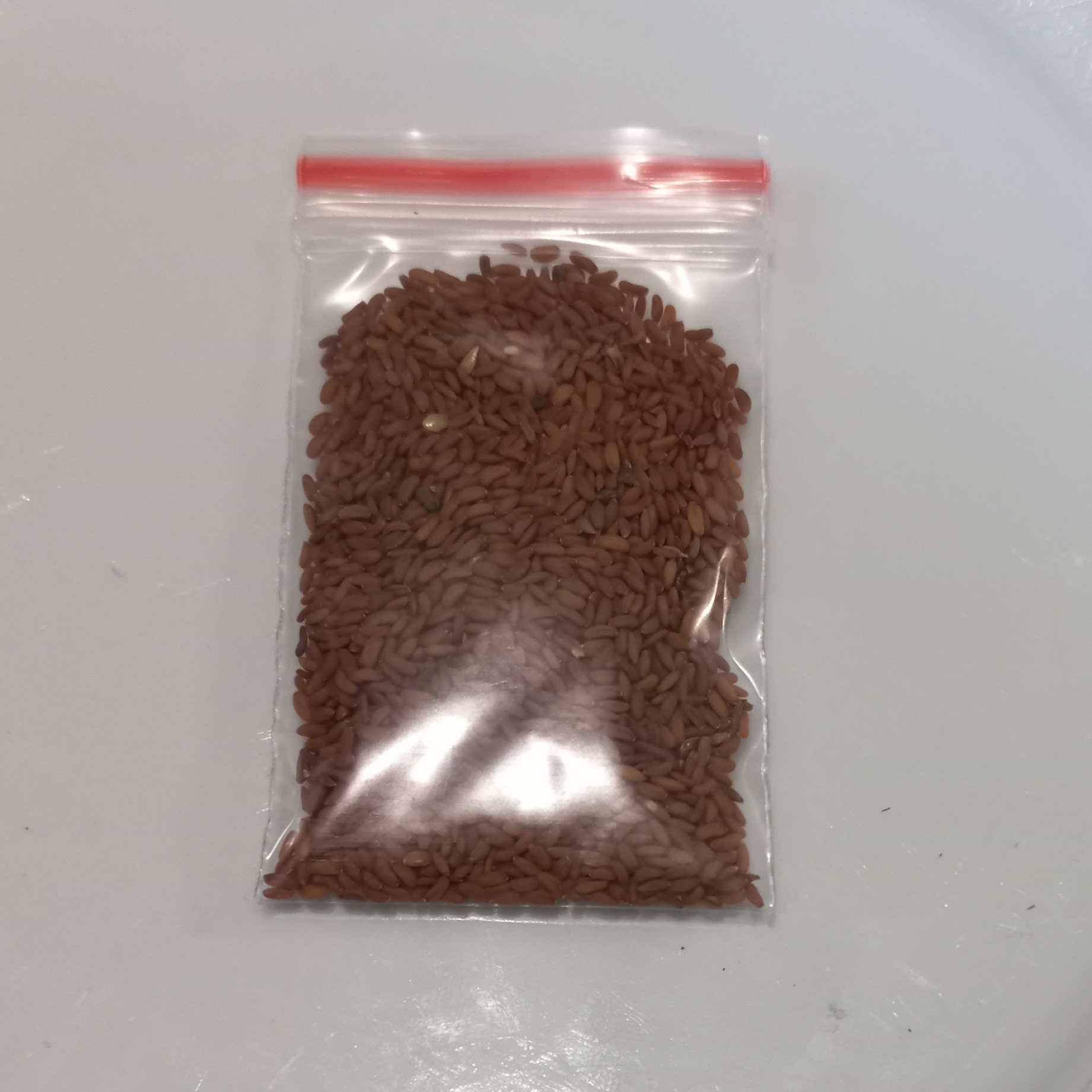 بذر شاهی پهن برگ یک پیمانه مطابق عکس