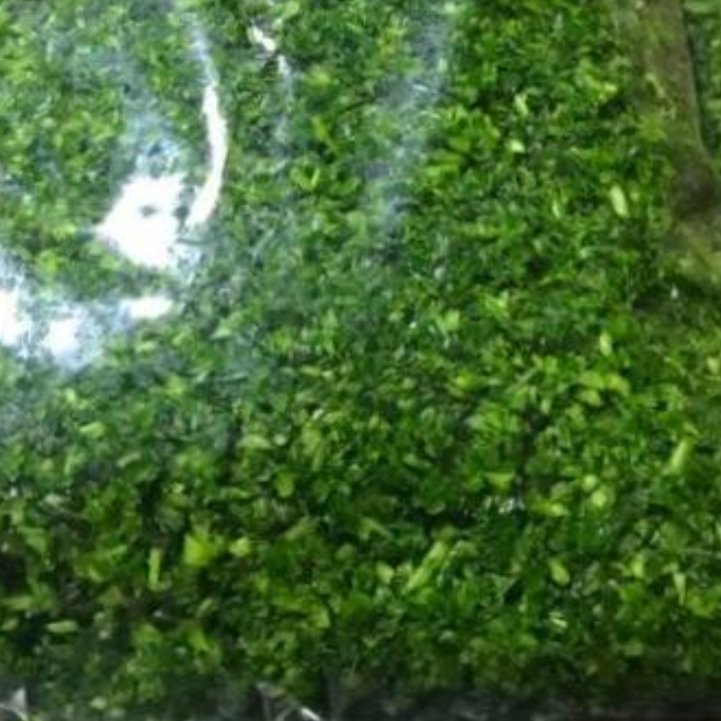 سبزی آشی