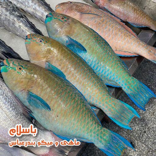 ماهی طوطی تازه و صید روز بندرعباس (1 کیلوگرم)