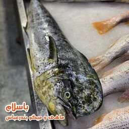 ماهی گالیت تازه و صید روز بندرعباس(1 کیلوگرم)