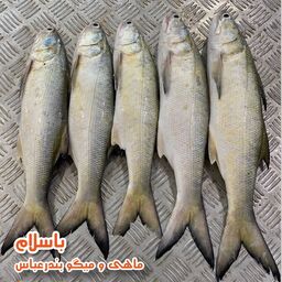ماهی راشگو درجه 1 جنوب تازه و صید روز  (1 کیلوگرم)