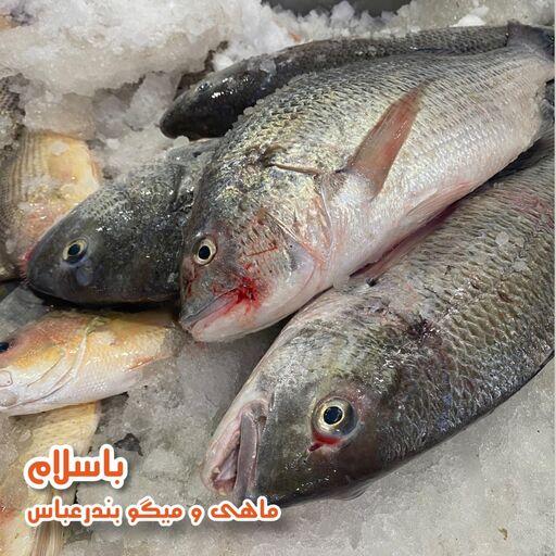  ماهی صبیتی یا جهرو تازه و صید روز بندرعباس ( 1کیلو گرم )