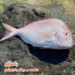 ماهی کوپر  کخو یا شانک صورتی تازه و صید روز بندرعباس (1 کیلوگرم)