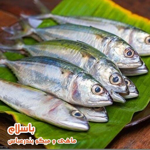 ماهی طلال  مخصوص کبابی و سرخ کردنی تازه و صید روز بندرعباس (1 کیلوگرم)