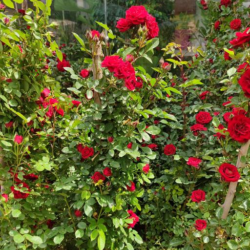 گل ساناز رونده گیاه گلدار رونده باغچه ای مناسب برای نگهداری در تراس و حیاط