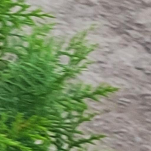 کاج لاوسون درختچه باغچه ای همیشه سبز و بدون خزان سایز بزرگ