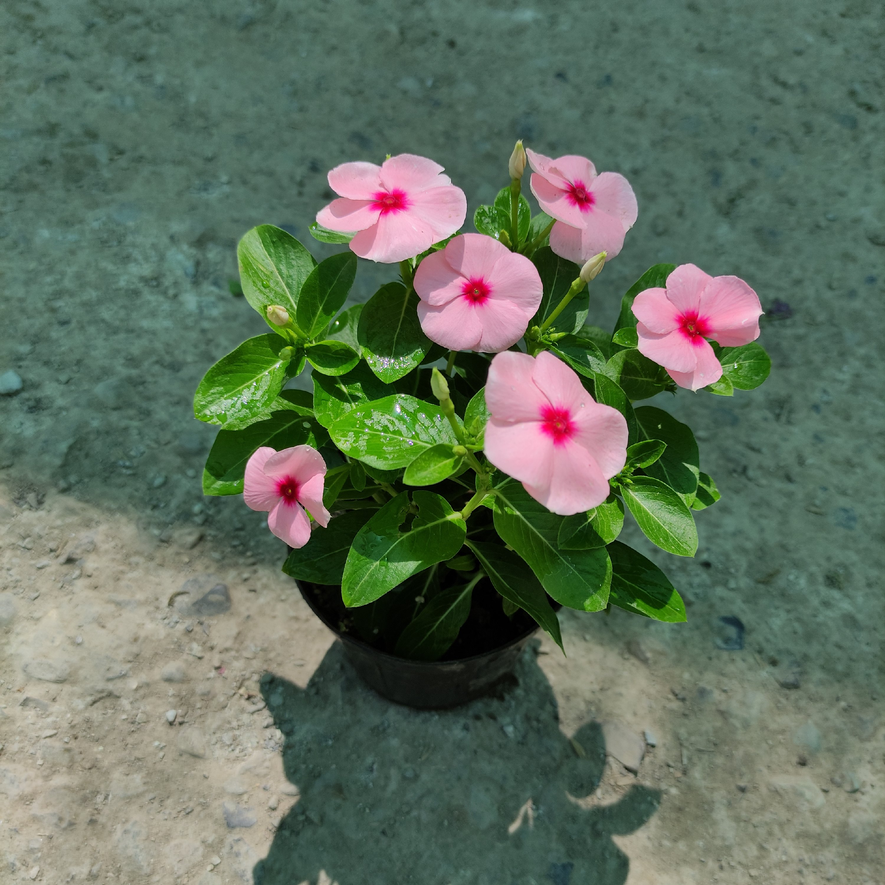 گل پریوش گیاه گلدار باغچه ای سایز کوچک سبک و کم جا