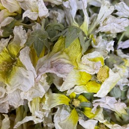 گل ختمی سفید(900گرمی)