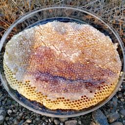 عسل خودبافت گون(2 کیلو گرم)
