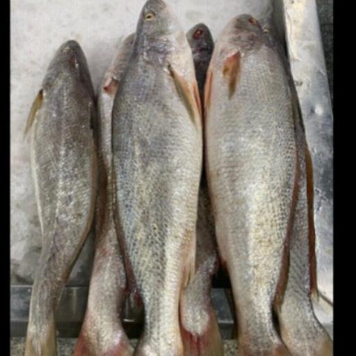 ماهی شوریده صادراتی معروف جنوب