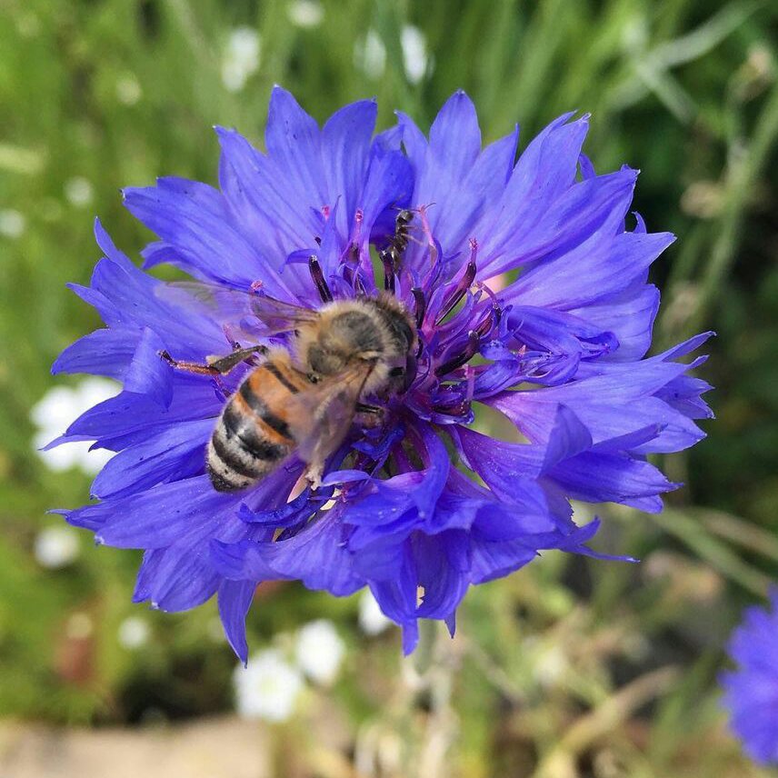 تستر عسل کوهستانی درجه فوق عالیA+(70گرم)