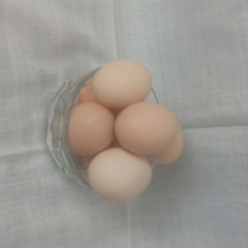 تخم مرغ محلی کوهسار
