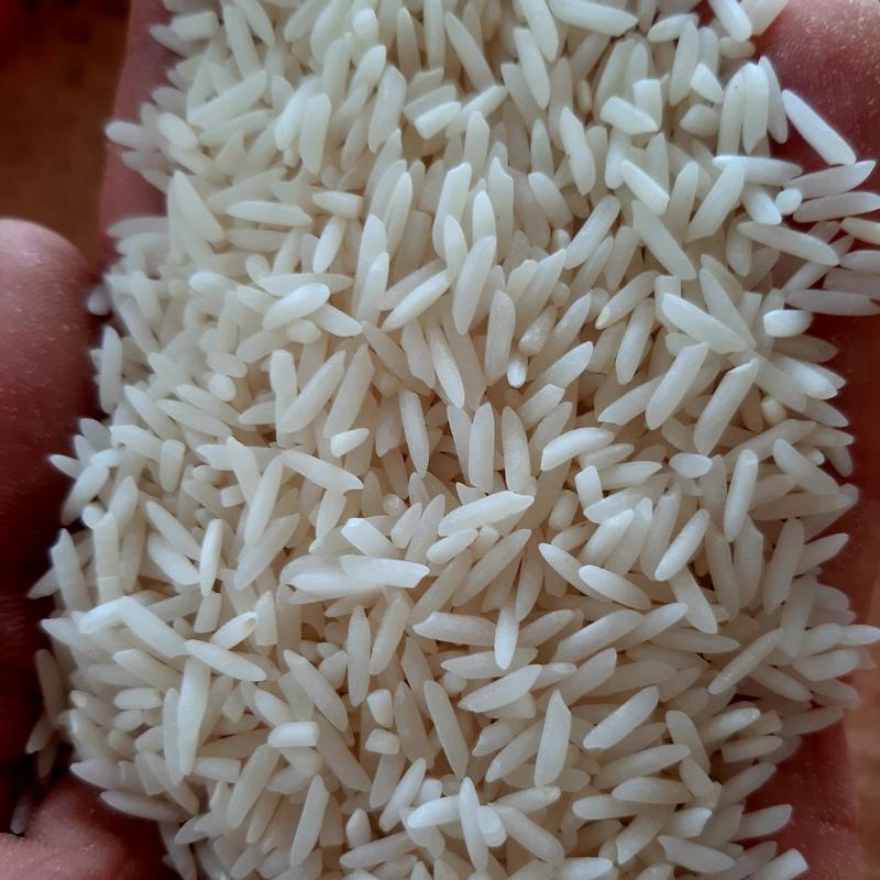 برنج شیرودی بدون الک 10 کیلوگرم