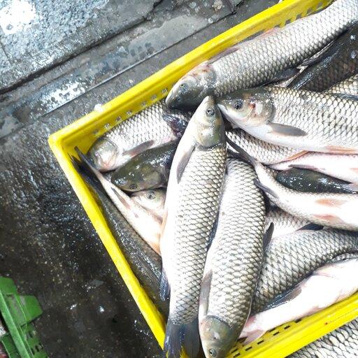 ماهی آمور(سفید پرورشی)(ارسال رایگان)حداقل مقدار ارسال رایگان 5 کیلو گرم.
حداقل سفارش محصول 3 کیلو.
