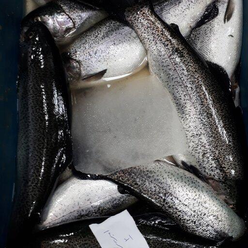 10 کیلو ماهی قزل آلا فرانسوی،شهر کرد (10 کیلو گرمی )بار تازه صید روز 