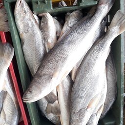 ماهی شوریده هندیجان متوسط(ارسال رایگان)حداقل مقدار ارسال رایگان 5 کیلو گرم.
حداقل سفارش محصول 3 کیلو.
