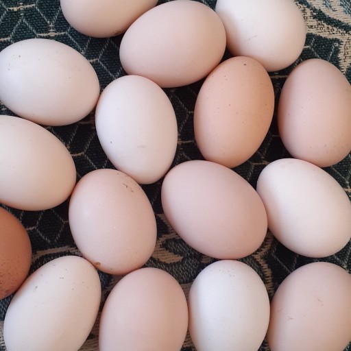 تخم مرغ آریا (بسته 10 عددی)