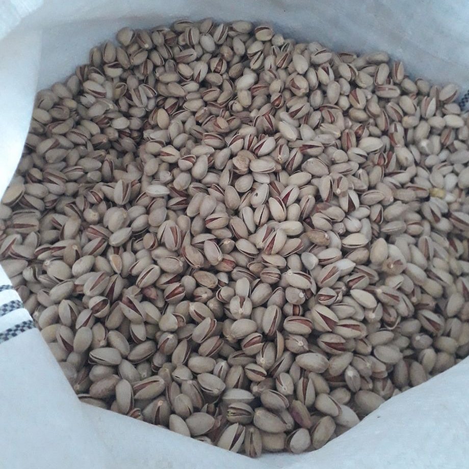   پسته خام اکبری درجه یک امسالی دستچین شده