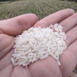 برنج  ارگانیک 