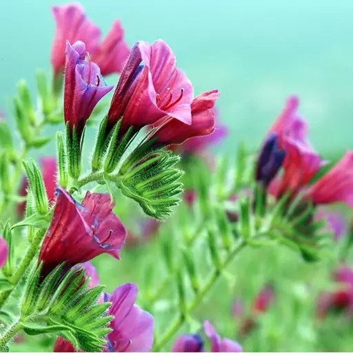 بسته 20گرمی گل گاوزبان