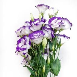 بذر گل لیسیانتوس شاخه بریده لبه آبی گل درشت آمریکایی بسته 10 عددی