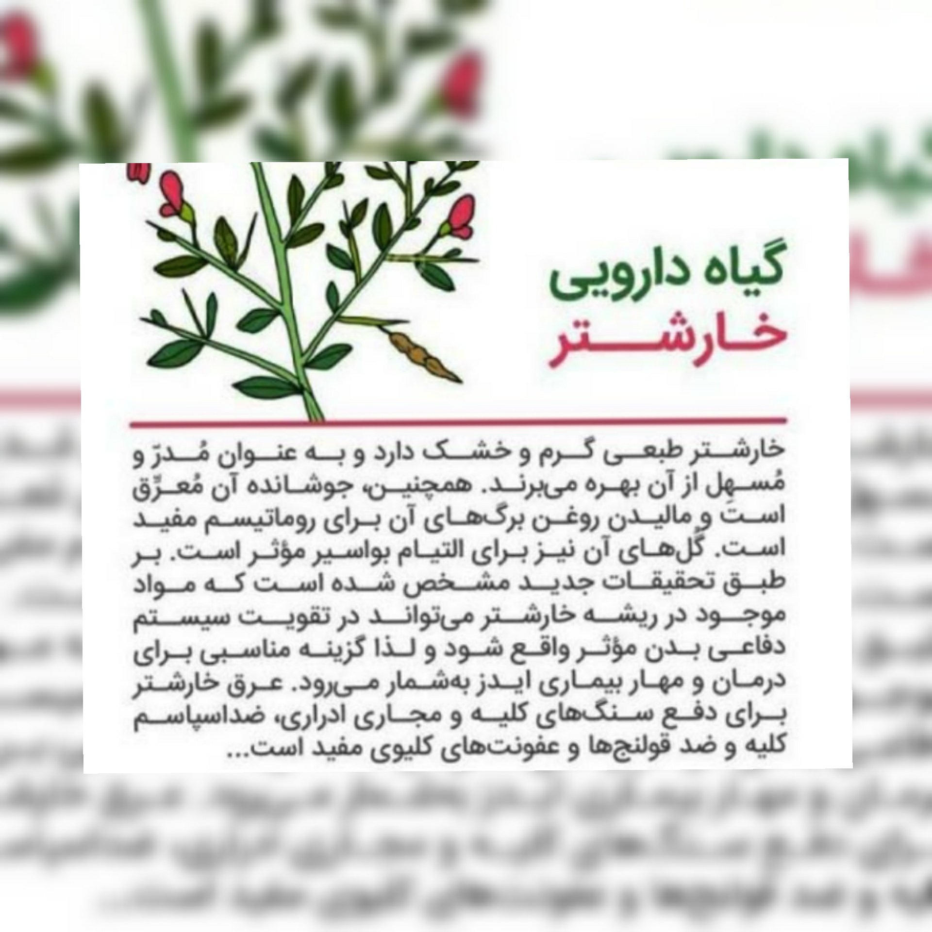 عرق خارشتر درجه یک و طبیعی بیشه