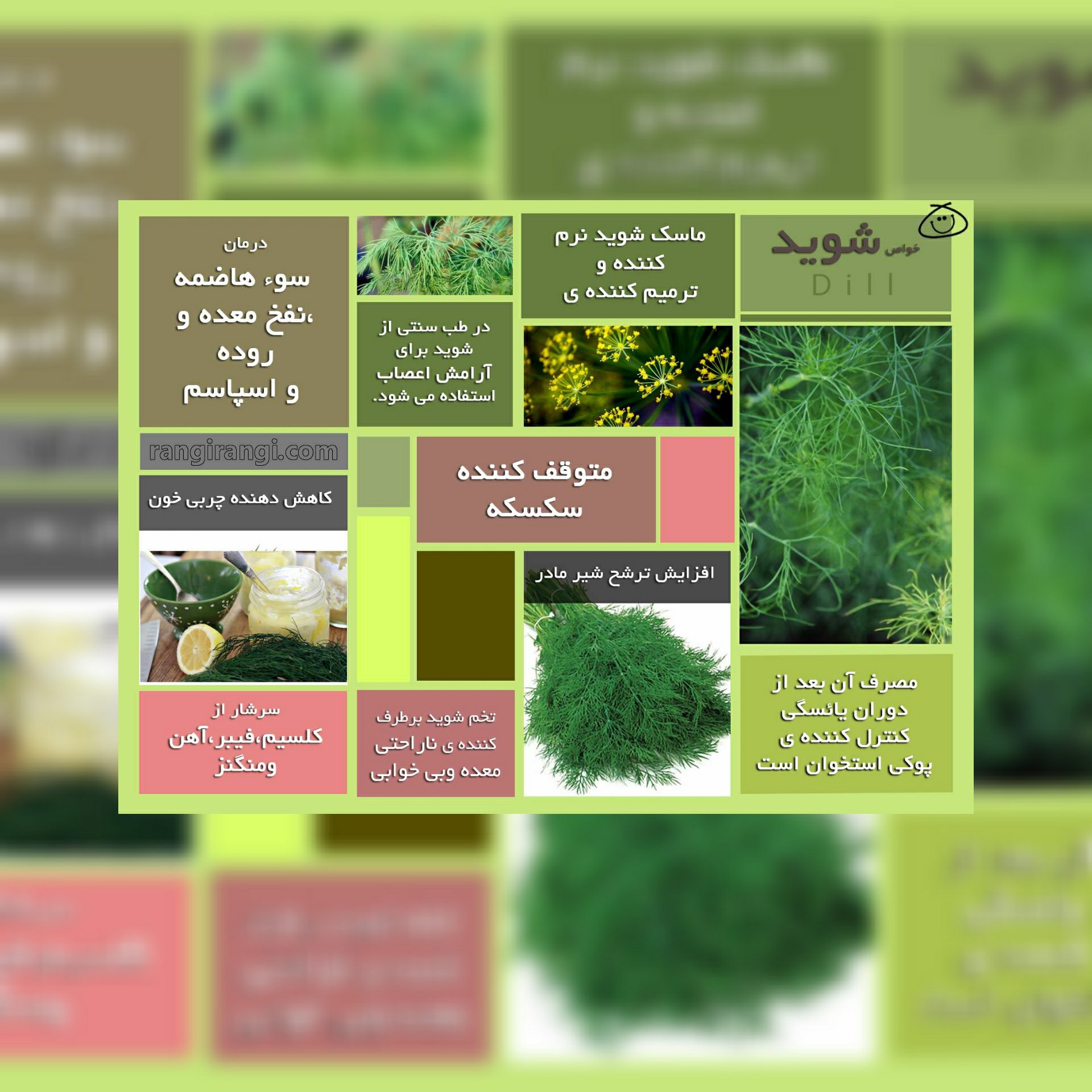 عرق شویدخوش عطر و خوش طعم بیشه