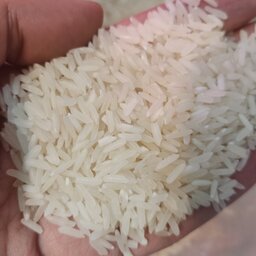 برنج پر محصول شیرودی