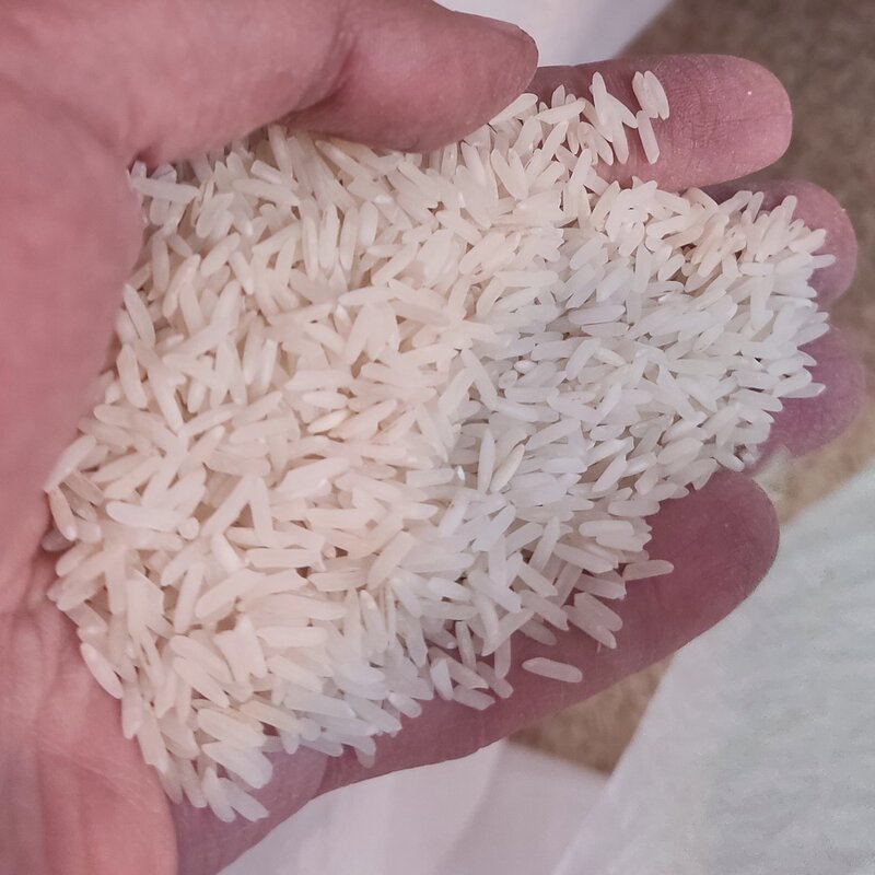 برنج طارم استخوانی محلی مازندران با خرید هر صدکیلو