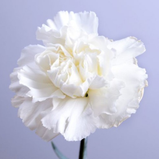 بذر گل میخک سفید صد پَر معطر گل درشت آمریکایی بسته 20 عددی