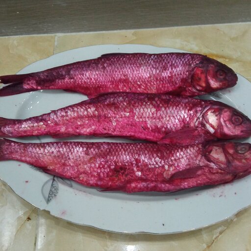 ماهی شور(ماهی  سفید دریایی)