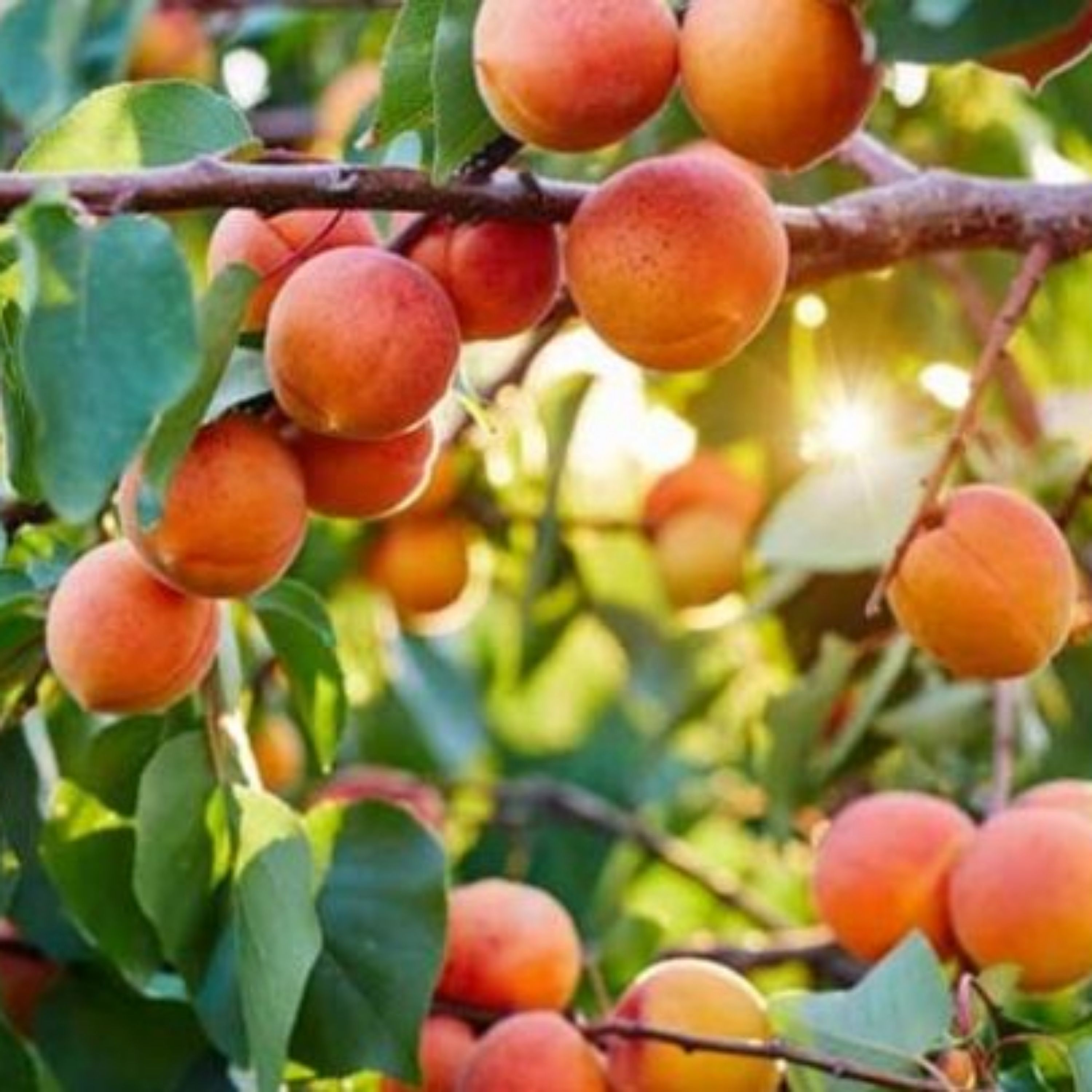 مربای زردآلوباعسل وزعفران پخته شده