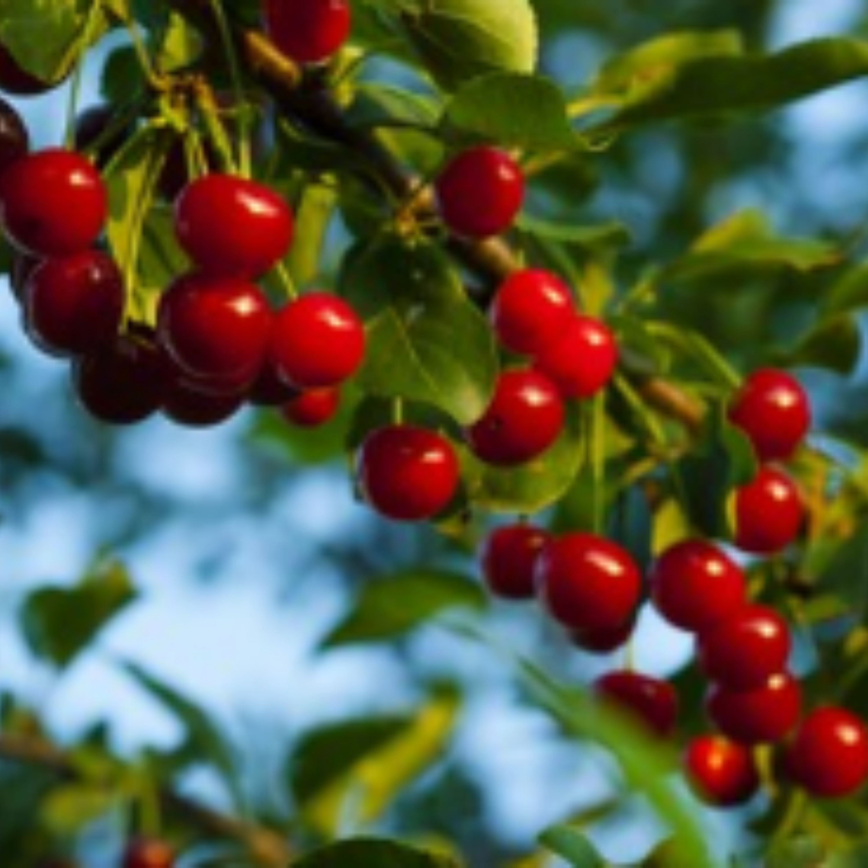 مربای آلبالوباعسل وزعفران پخته شده
