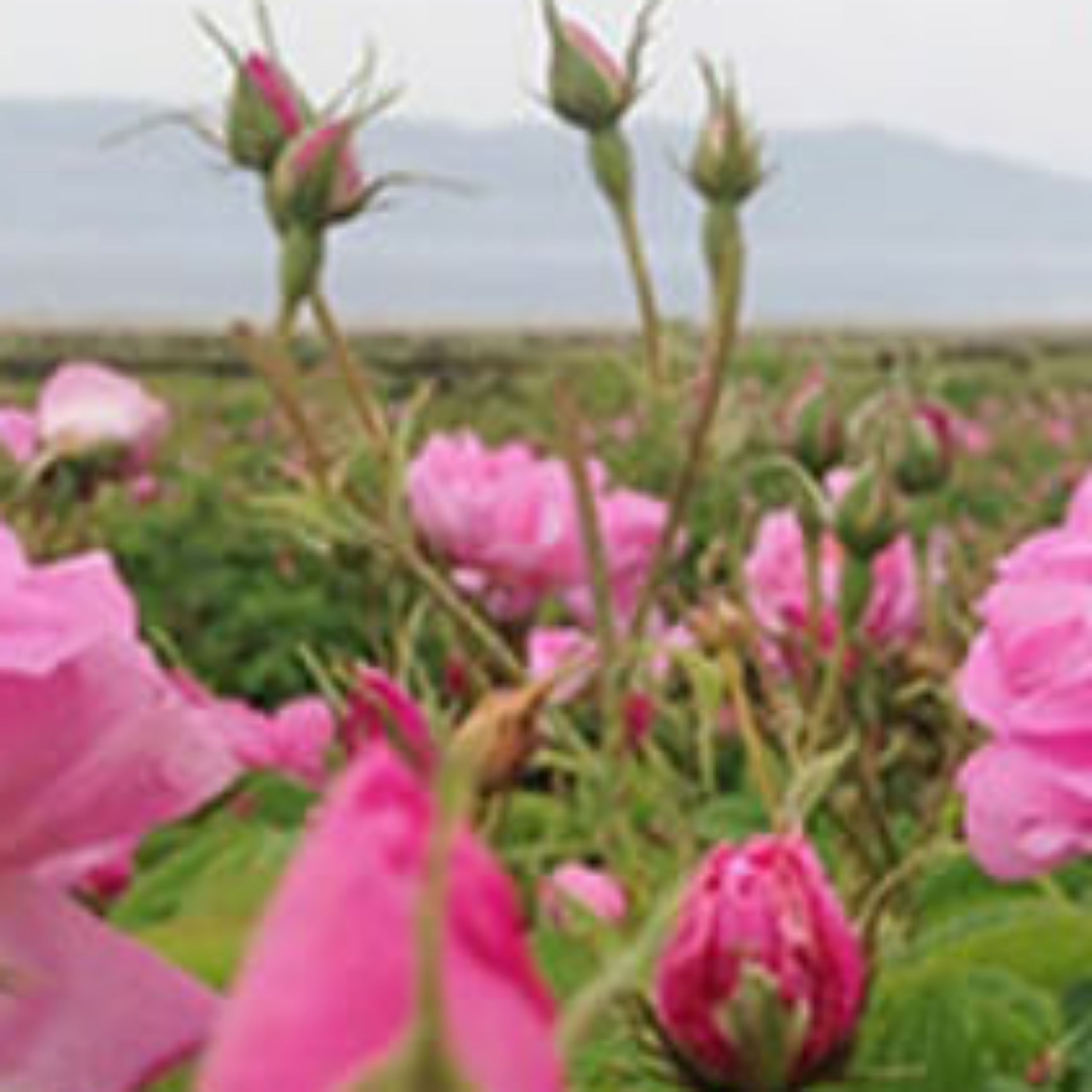 مربای گل سرخ باعسل وزعفران پخته شده