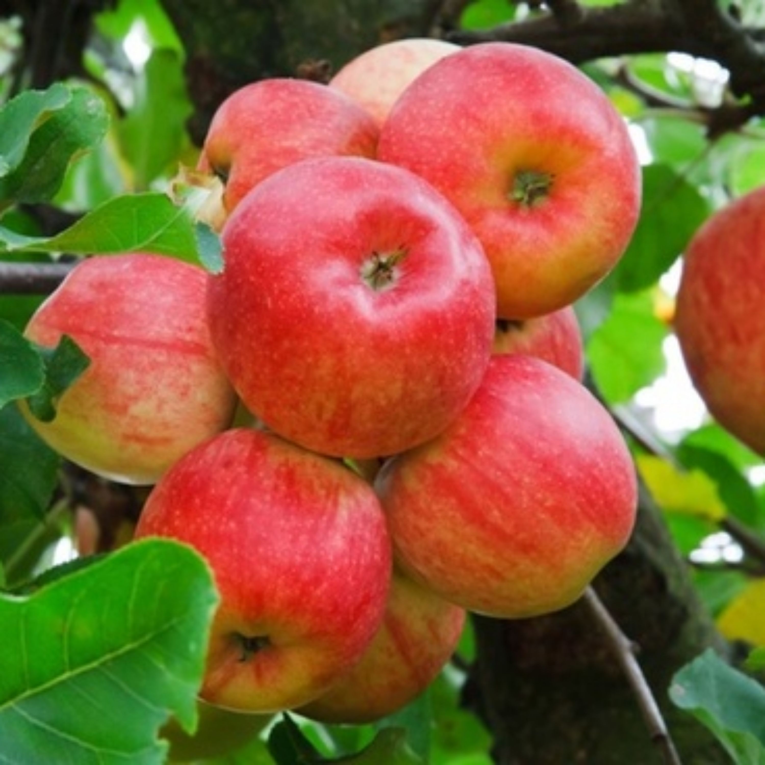 مربای مارمالاد سیب باعسل وزعفران پخته شده