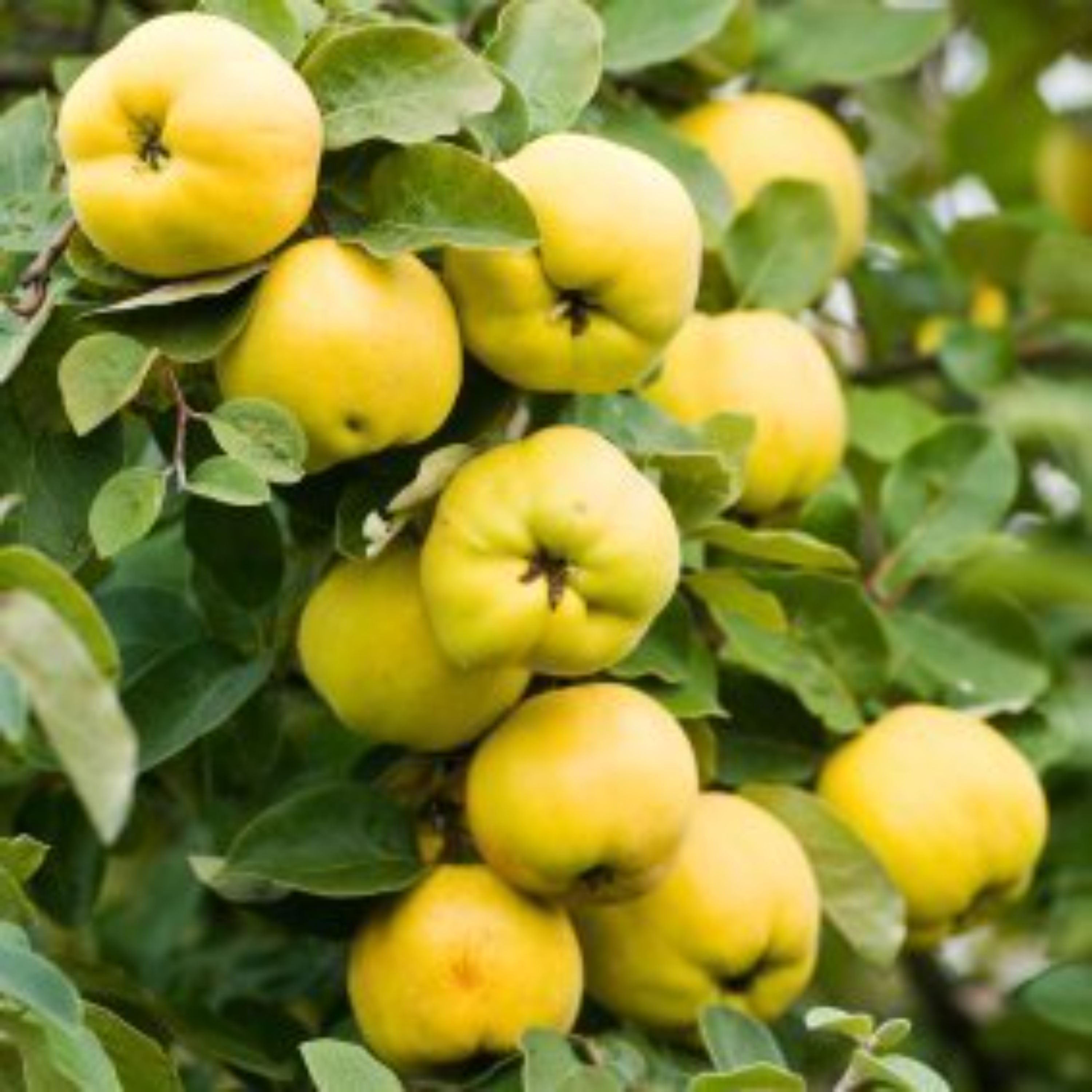 مربای به ((پخته شده باعسل ))